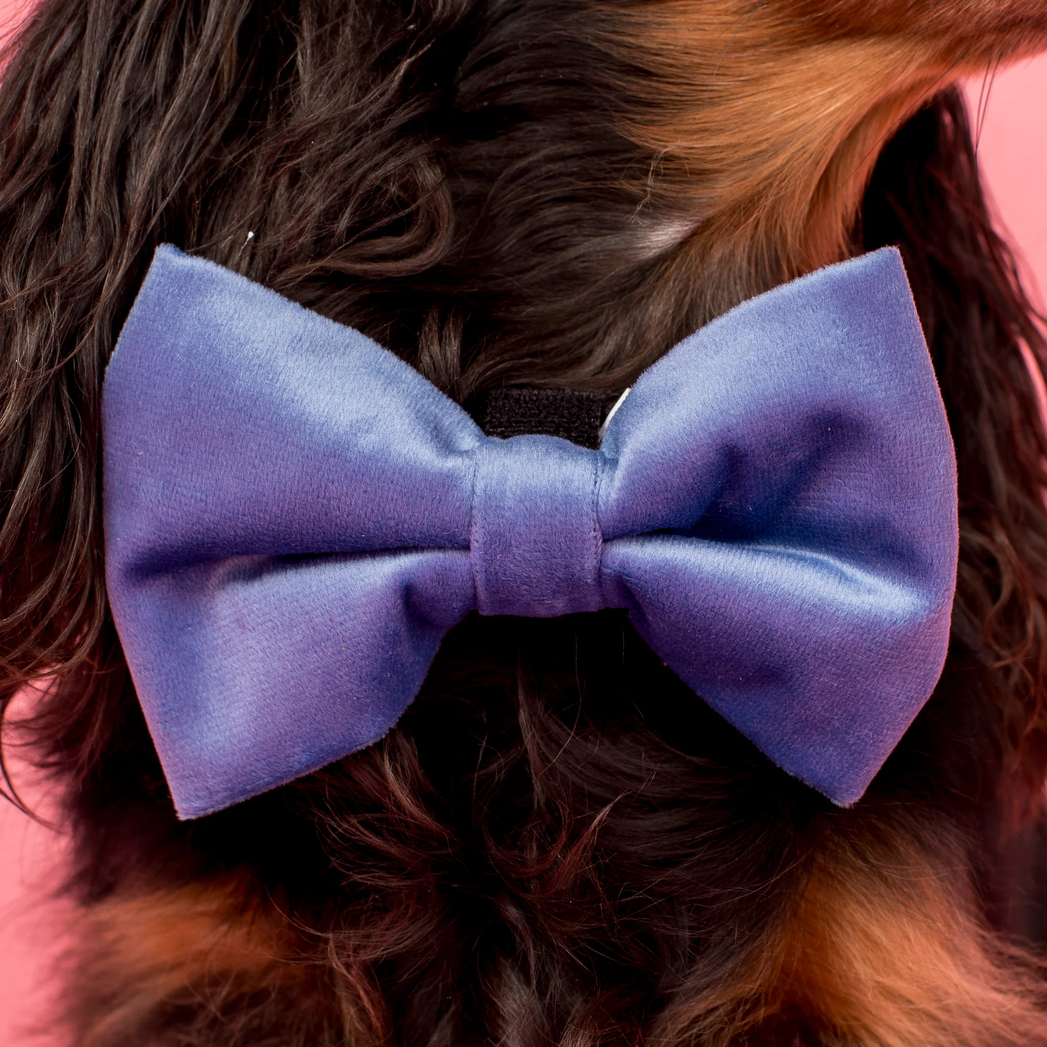 Blue Velvet Bow Tie - Image 2