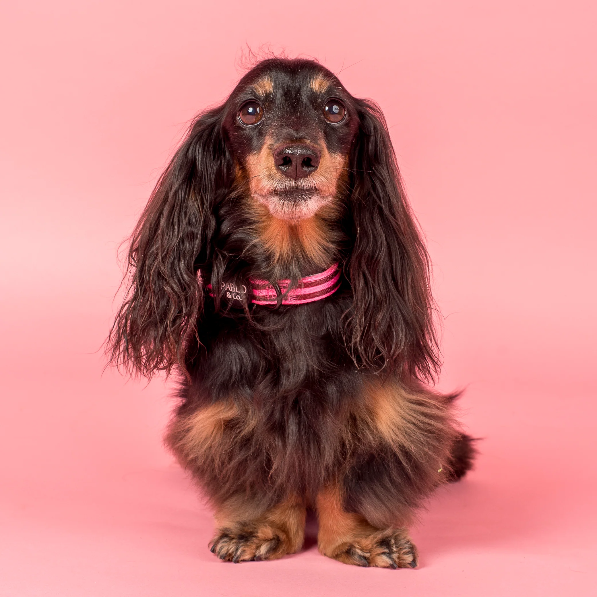 Blushing Stripes: Collar