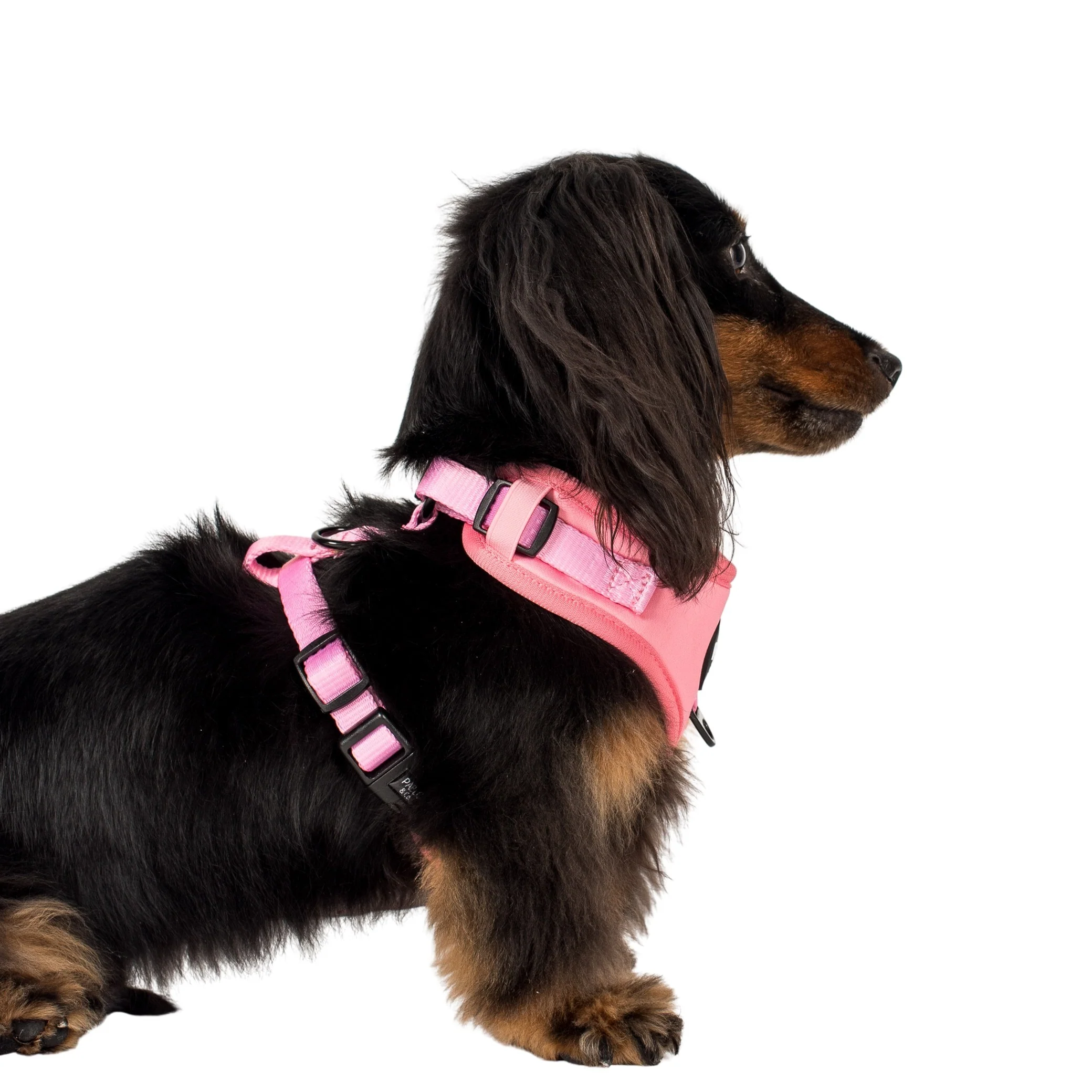 Cotton Candy: Adjustable Harness - Image 3