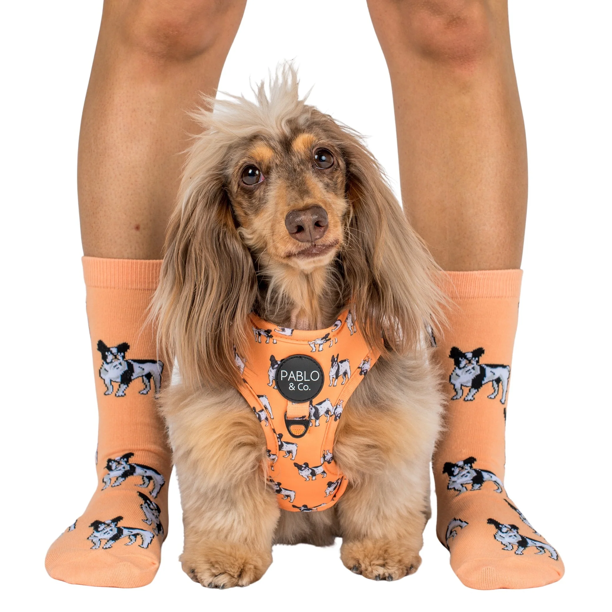 French Bulldog: Adjustable Harness - Image 11