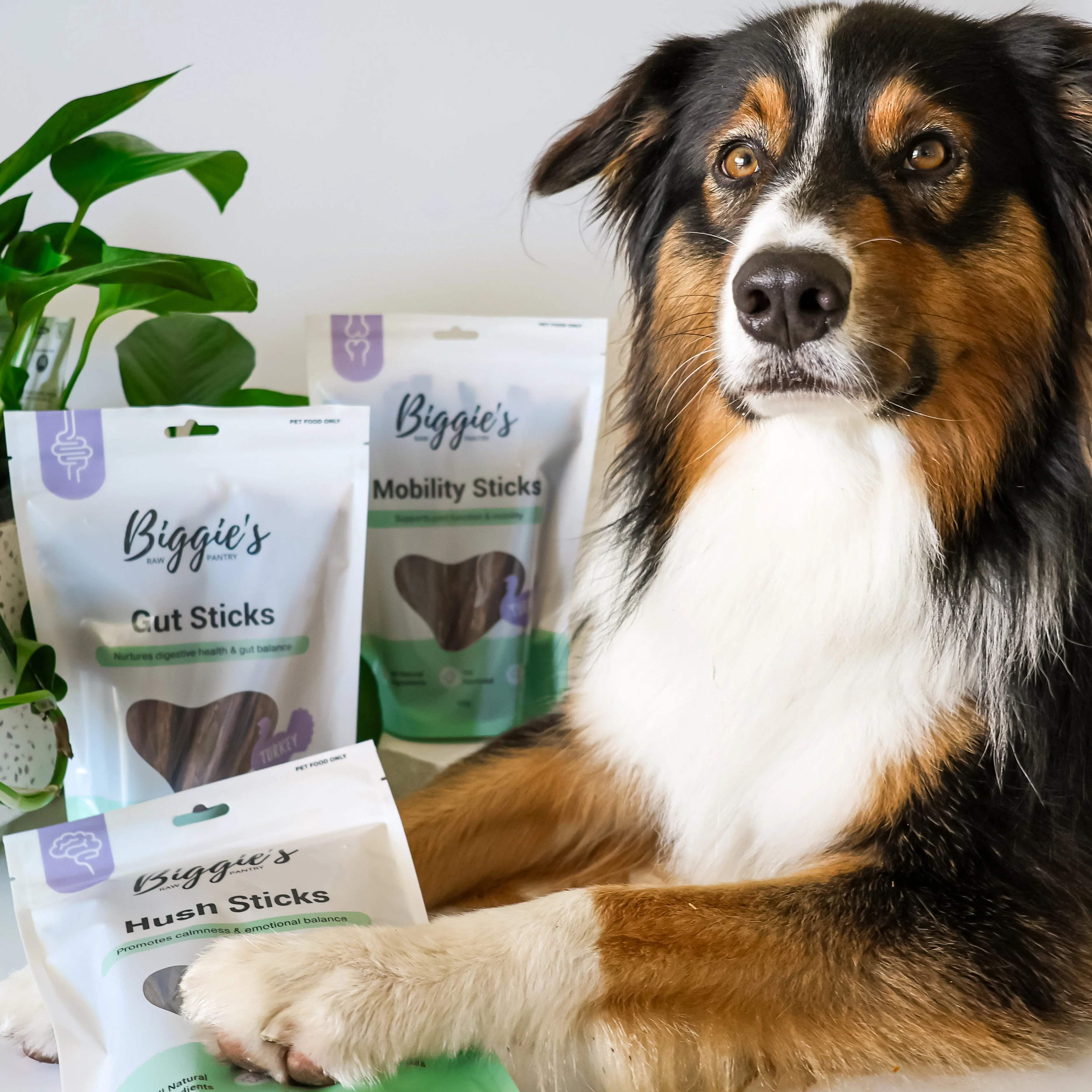 Gut Sticks (Gut Health): Biggie's Raw Pantry - Image 2