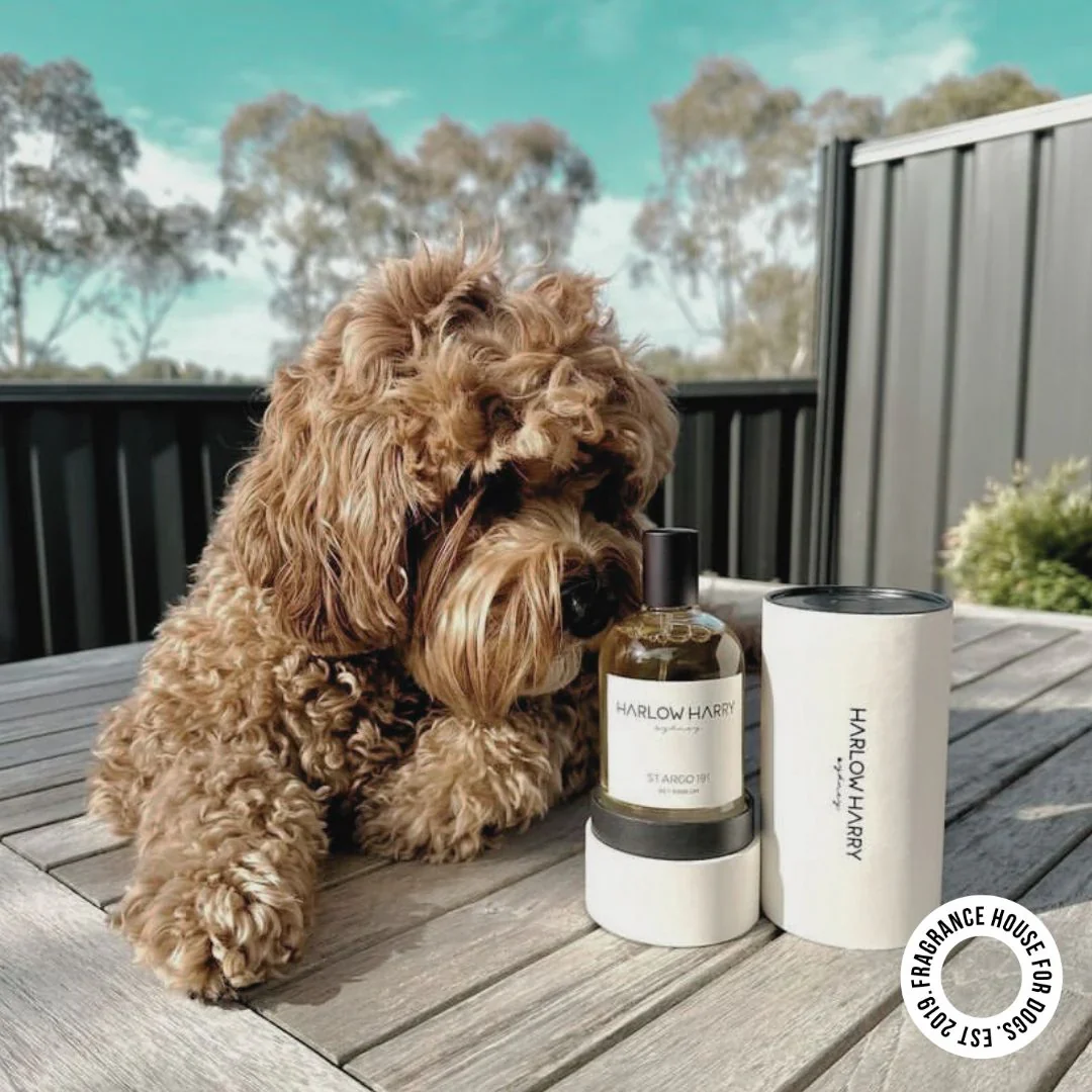 Harlow Harry: Dog Perfume | Solera 145 - Image 6