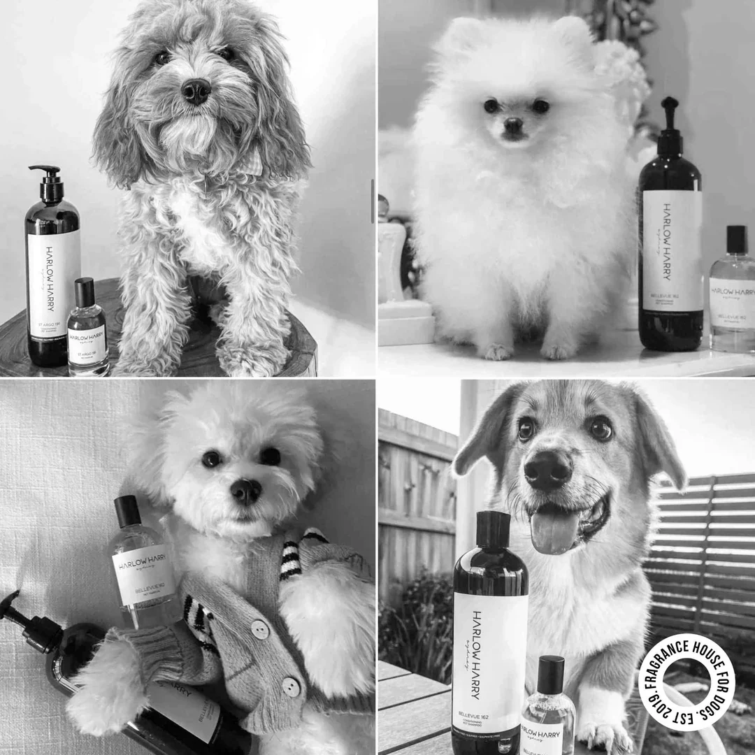 Harlow Harry: Dog Perfume | Solera 145 - Image 9