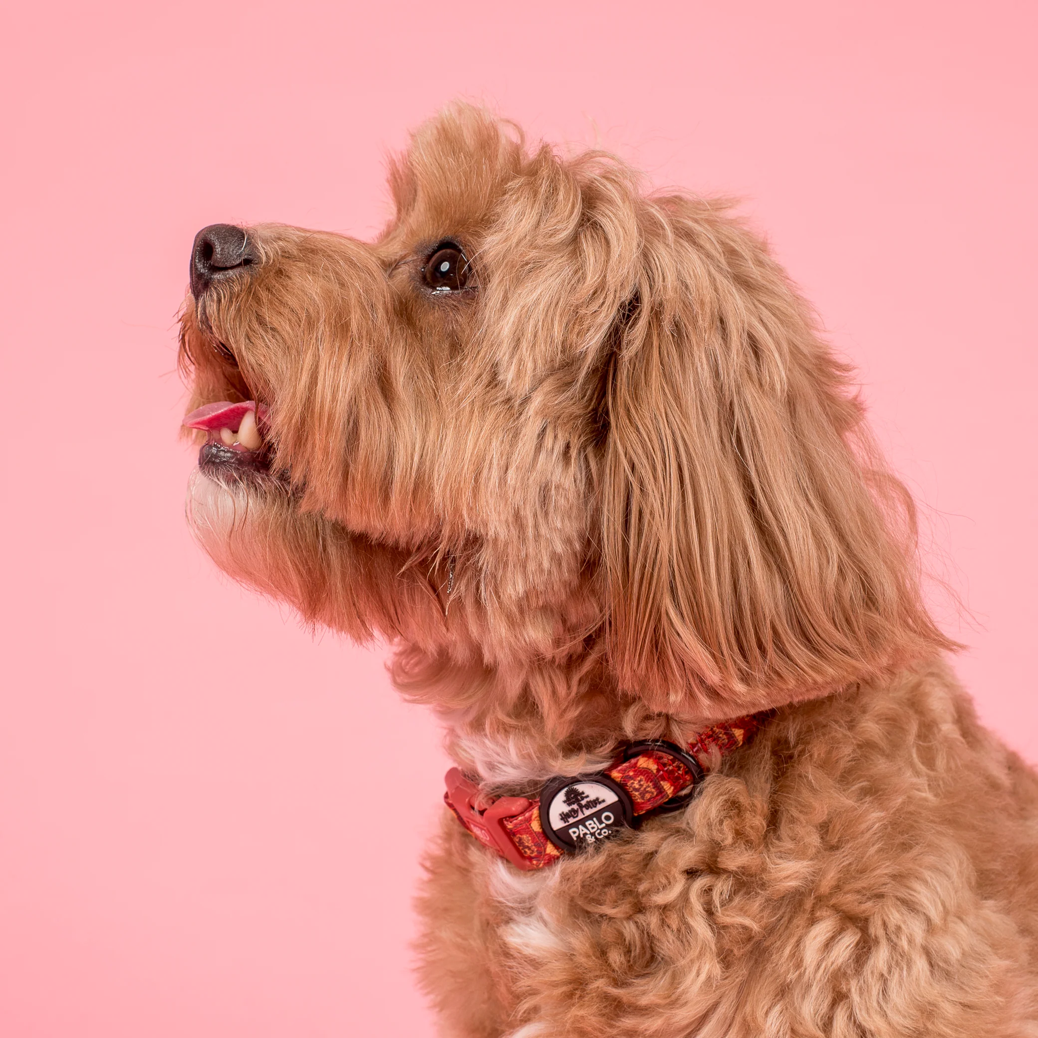 Harry Potter - Gryffindor: Dog Collar - Image 2
