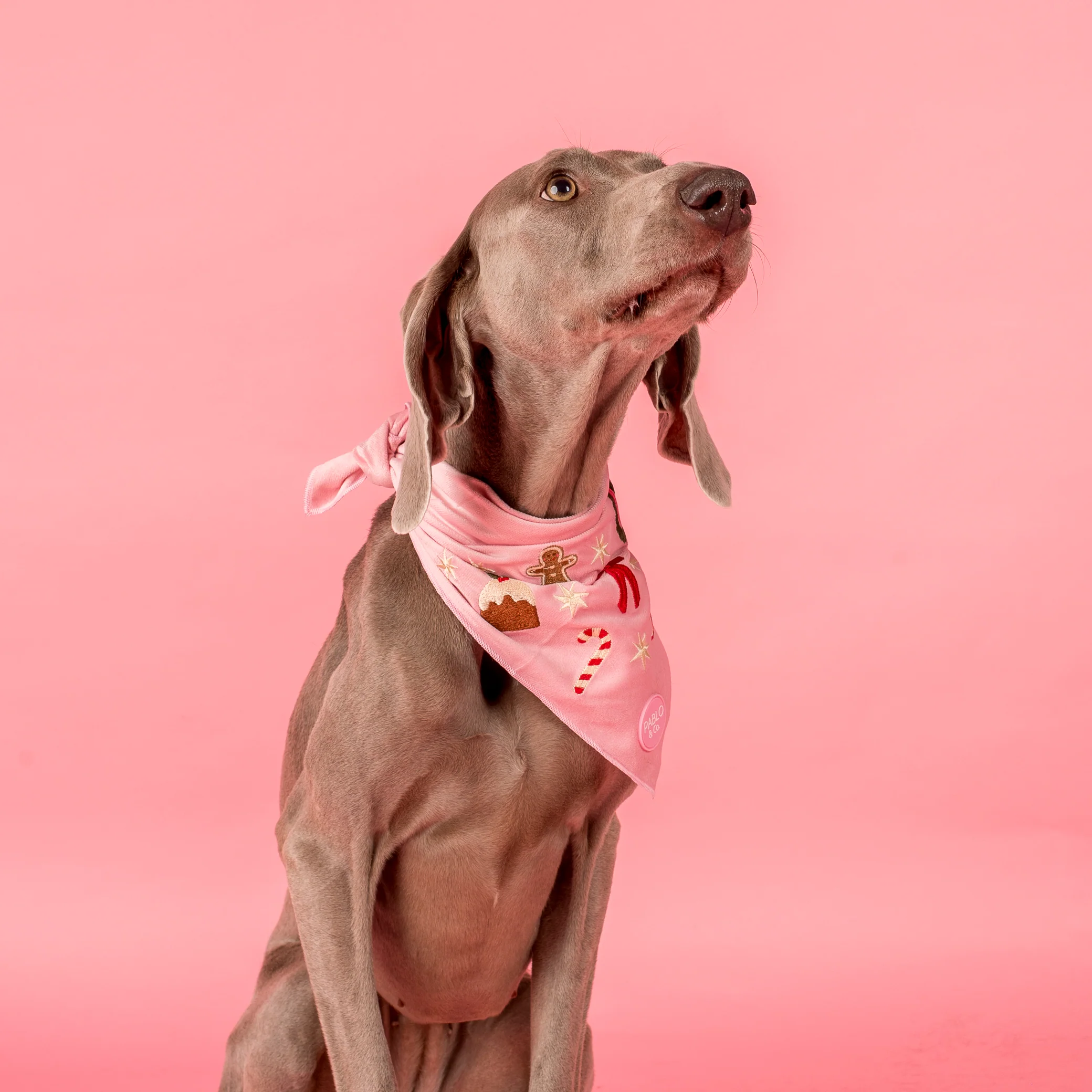 Merry & Bright: Dog Bandana - Image 6