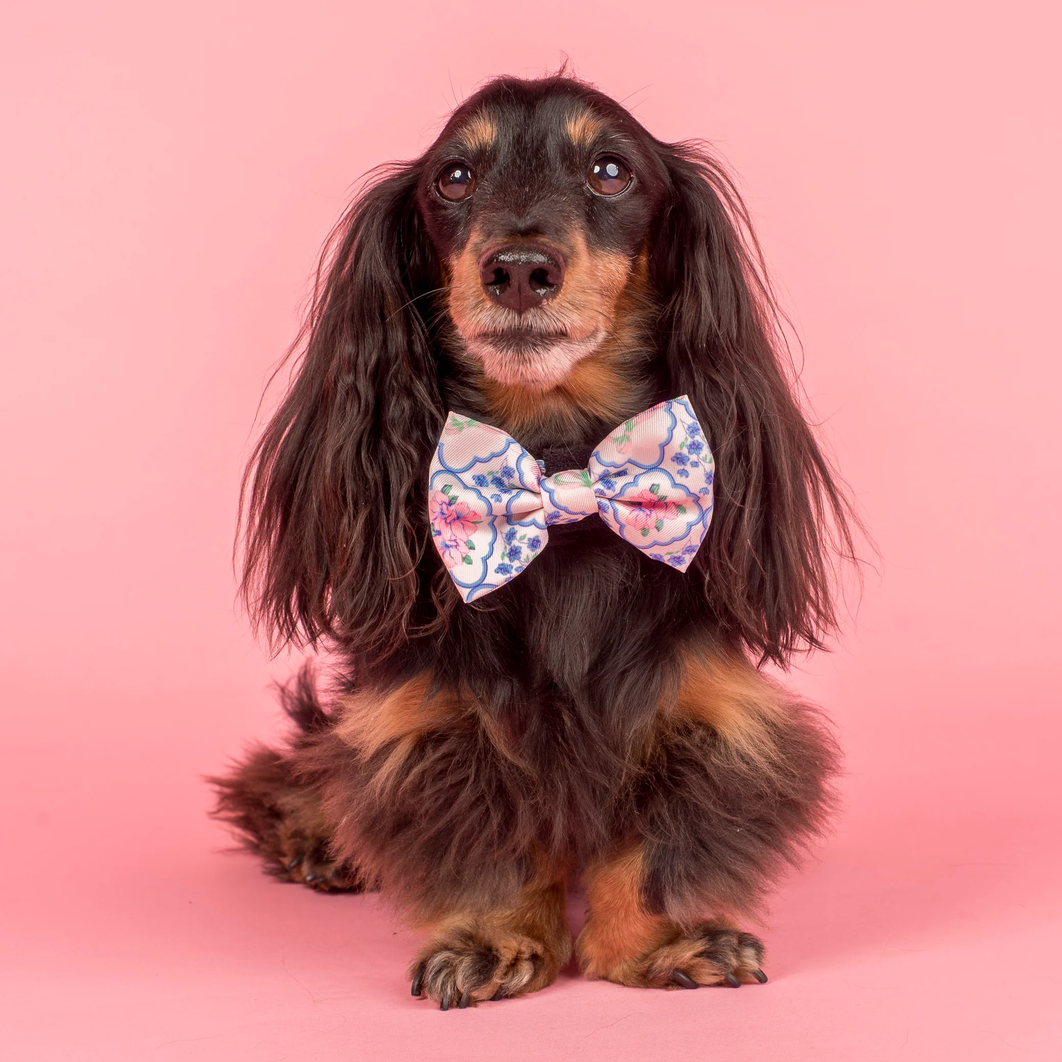 Petal: Bow Tie