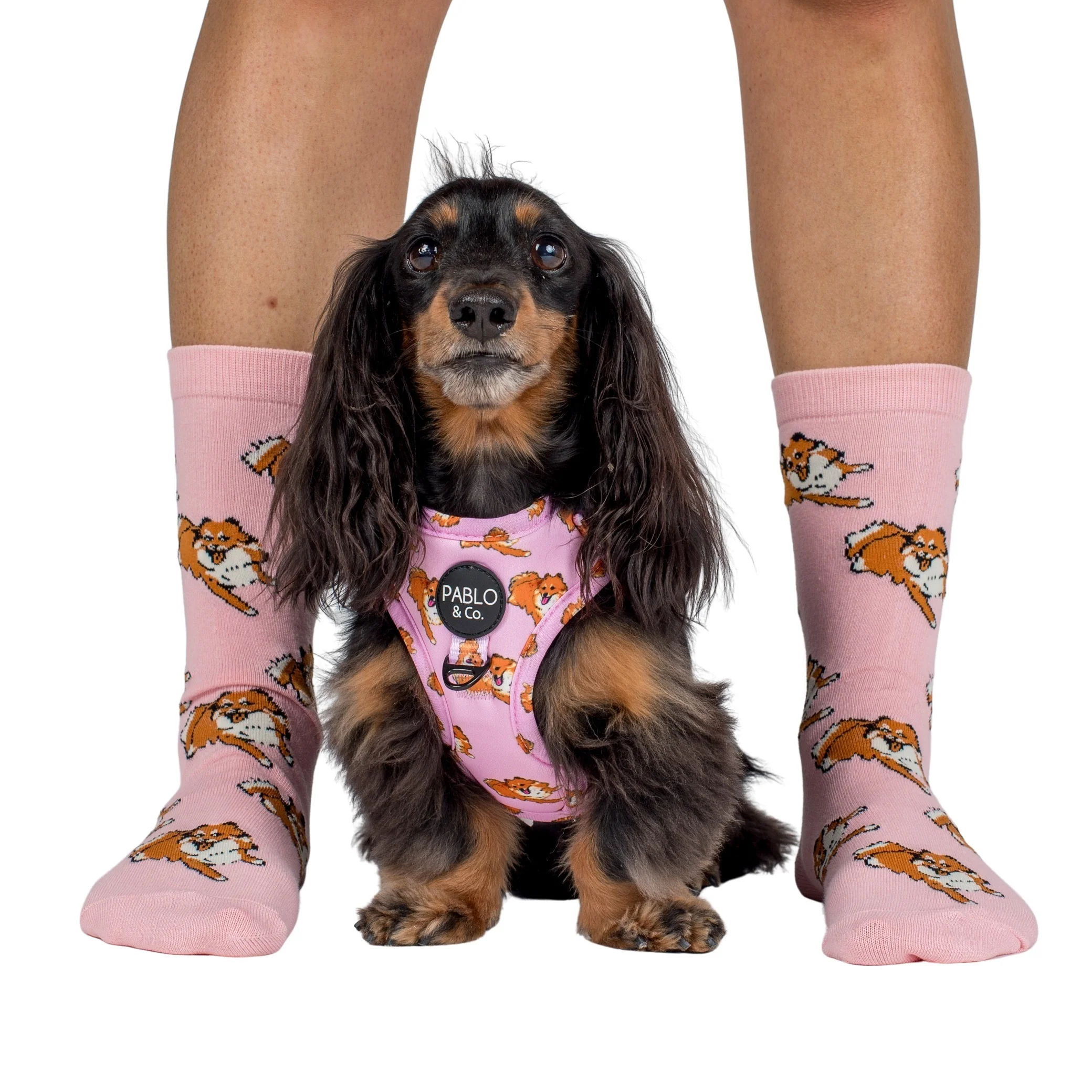 Pomeranian: Breed Socks - Image 2