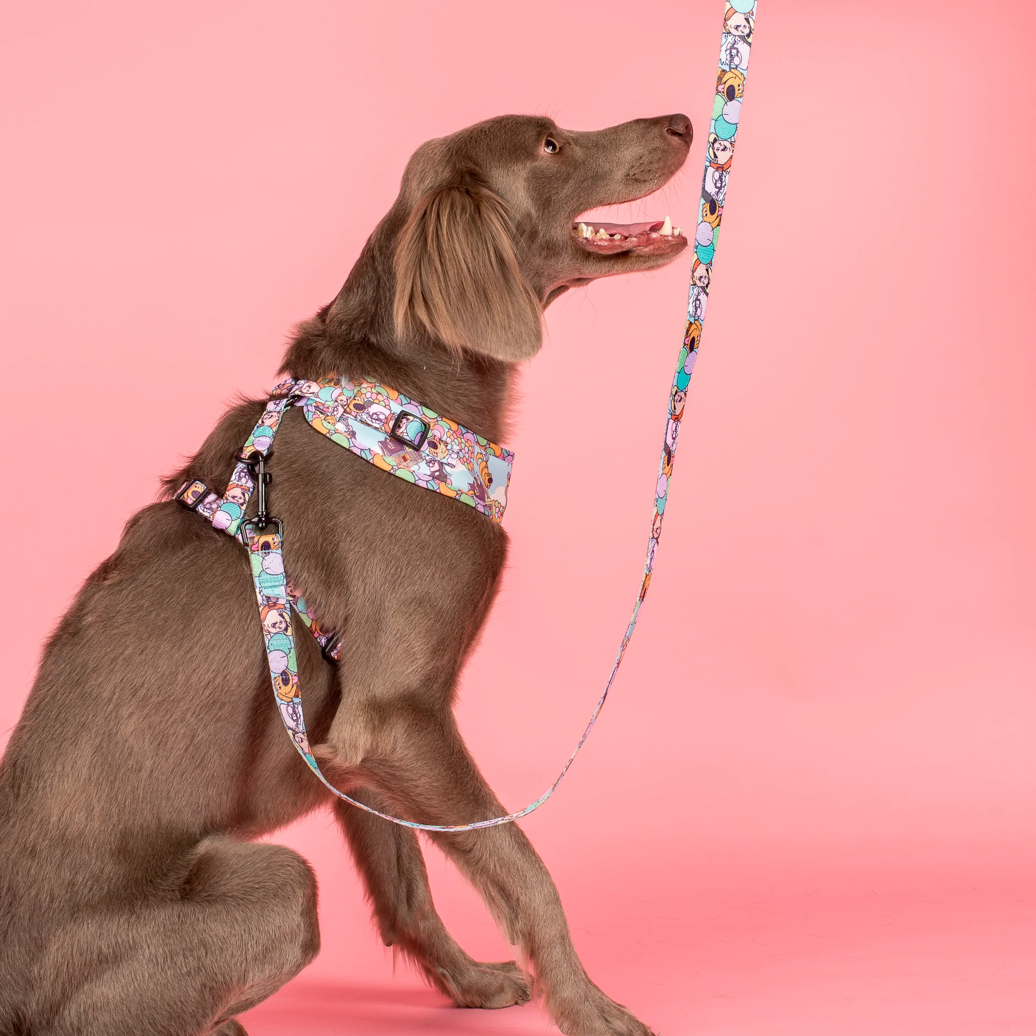 Up: Dog Leash - Image 2